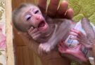 Can You Have a B💕by Monk🐵y as a Pet? Pros, Cons, and Legalities