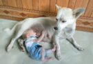 Helpless Baby Monkey Desperately Tries to Drink Milk from Mother Dog – Heartbreaking Scene!