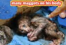 Rescued Newborn Baby Monkeys Covered in Dirt and Maggots – A Heartwarming Survival Story!